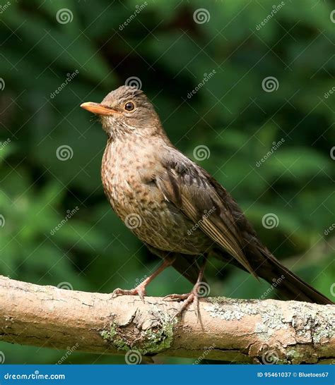 A Female Blackbird Stock Image Image Of Animal Face 95461037