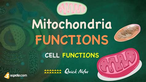 Cell Functions - Mitochondria Functions