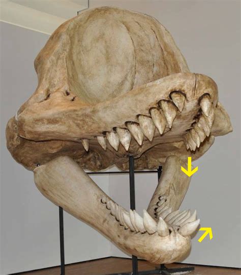 Megalodon versus Livyatan melvillei | The World of Animals