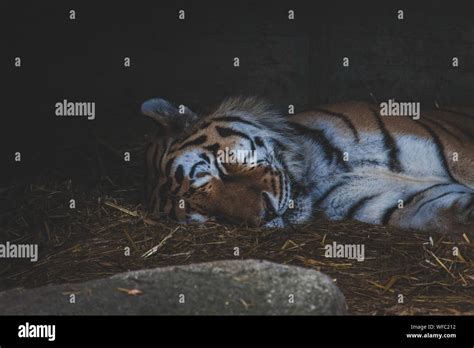 Tiger sleeping zoo hi-res stock photography and images - Alamy