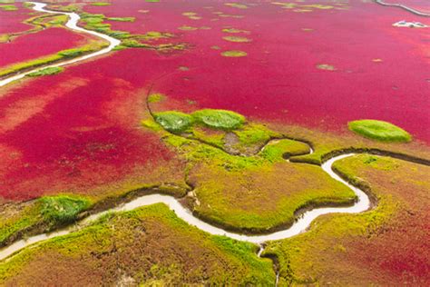 Scientific Wonders of the World: Panjin Red Beach in China - Little ...