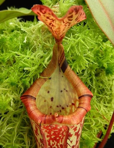 Nepenthes Veitchii X Platychila X Platychila 6 10 Cm Zeleneudoli Cz