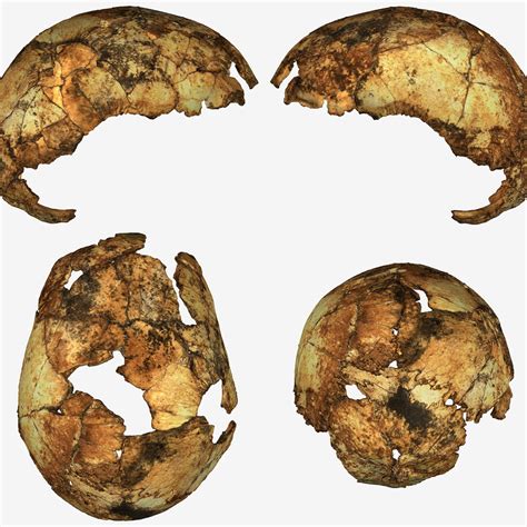 Fossil skulls rewrite the stories of two ancient human ancestors