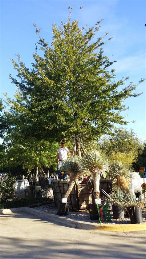 Empire Live Oak Quercus Virginiana Empire Fagaceae The Tree Place Tx