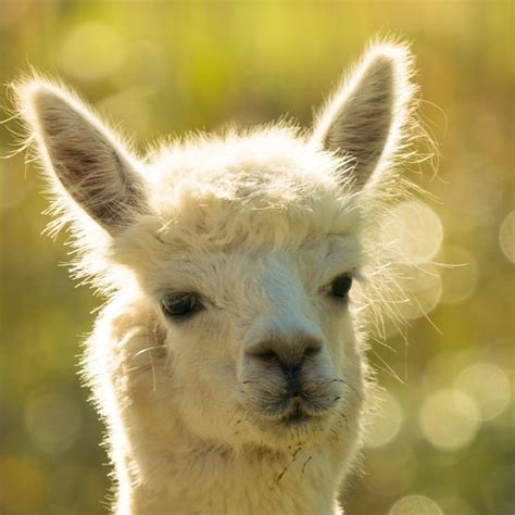 Premium Photo Close Up Portrait Of A Alpaka