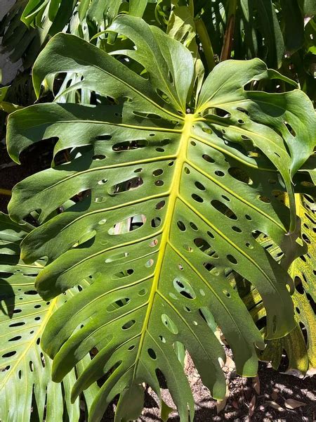 Giant Leaf Of A Monstera Deliciosa Swiss Cheese Plant Stock Image Everypixel