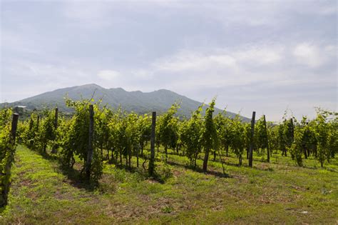 Il Consorzio Tutela Vini Vesuvio Protagonista Degli Eventi Di Maggio