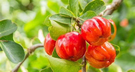 Como Plantar Acerola Em Vaso Blog Da Plantei