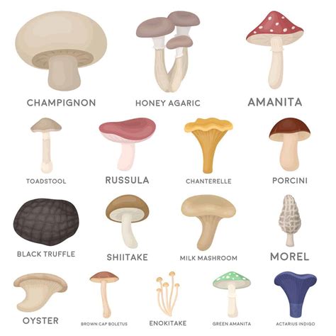 Common Edible Mushrooms