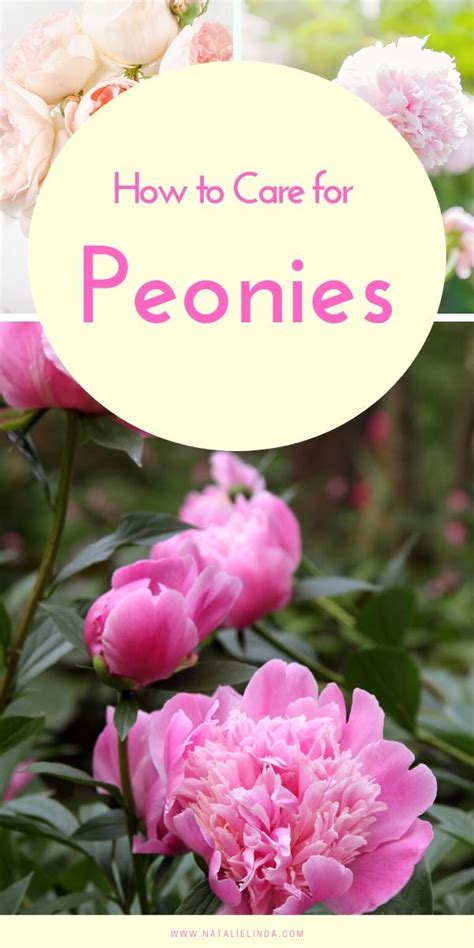 How To Plant And Care For Peonies Artofit