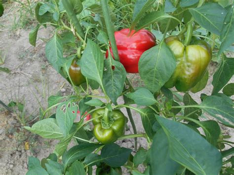 Bell Peppers grown outdoors are still harvested. : u/Oak-Hills