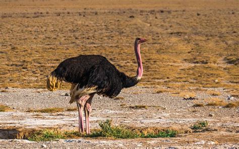 40 Ostrich Facts About The Worlds Largest Bird