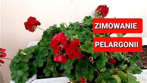 Jak przygotować pelargonie do zimy Zimowanie pelargonii YouTube