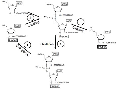 Overview Of Methods For Large Scale Rna Synthesis