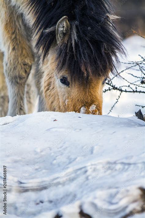 Yakut horse. Northern horse from Yakutia. Yakut horses graze at winter ...