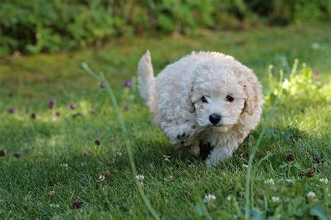 Teacup Poodle: Breed Info, Pictures, Puppies, Size, Health, & Traits ...