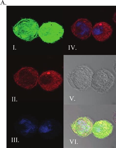 Subcellular Localization Of Ectopically Expressed Lkb In Aspc Cells