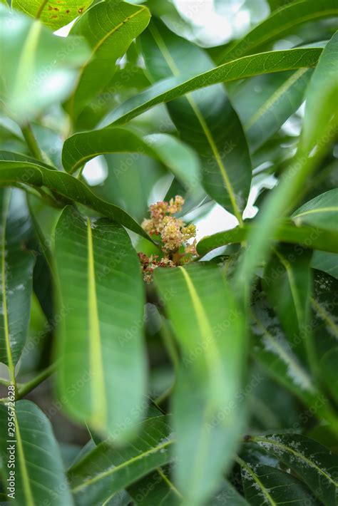 Green background of mango leaf. Stock Photo | Adobe Stock