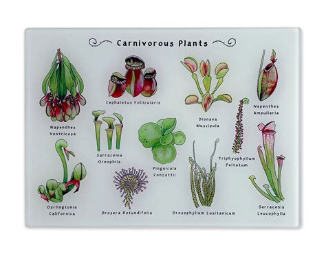 Insectivorous Plants With Names