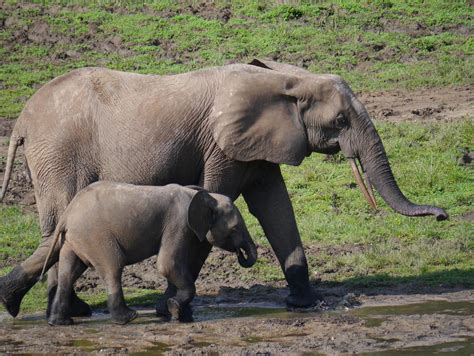 The Bamingui Bangoran National Park | Safari Web