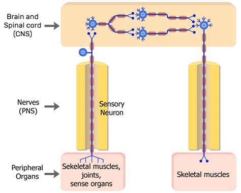 Somatic Nervous System Diagram