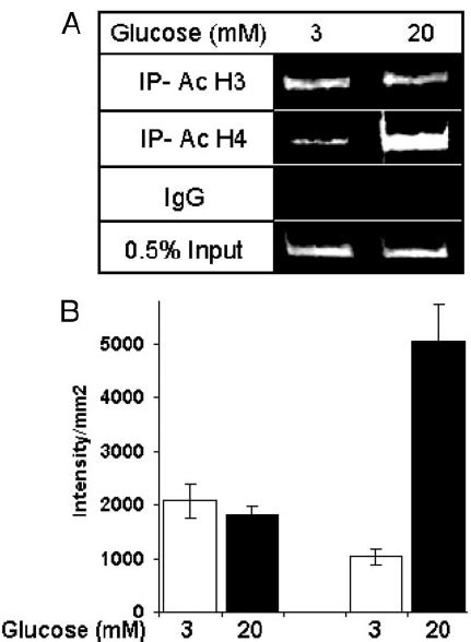 Glucose Causes Hyperacetylation Of Histone H4 At The Insulin Gene