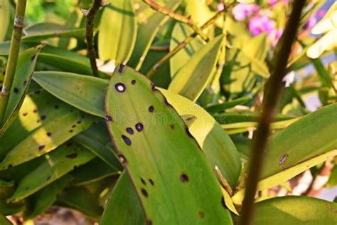 Disase Do Ponto Da Flor Da Orqu Dea Dos Fungos Imagem De Stock Imagem