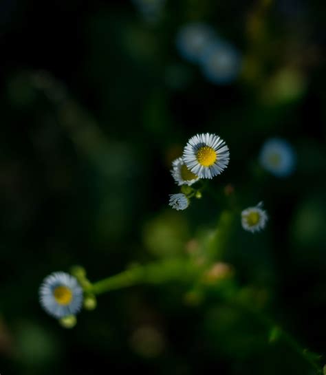 monte maddalena flora via marina 5 sentieri curiosità informazioni