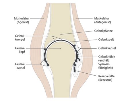 Aufbau Eines Gelenks Gelenkformen Karteikarten Quizlet