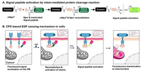 Scheme 1 A Schematic Representation Of Epidermal Growth Factor