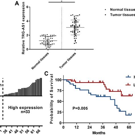 MiR 224 5p Was The Inhibitory Target For TRG AS1 A BLAST Alignment