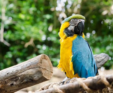 zoo animal and birds 2