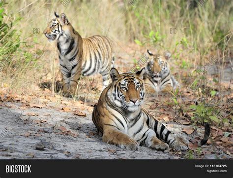 Tigress Cubs. Sunny Image & Photo (Free Trial) | Bigstock