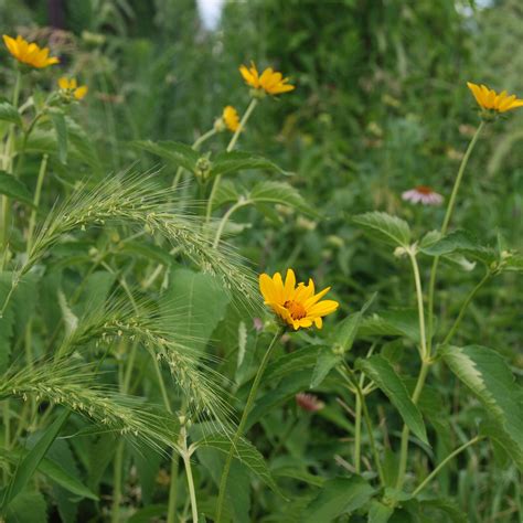 Native Plant Catalog | Natural Shore Technologies