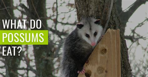 What Do Possums Eat? - [Discover their strange diet]