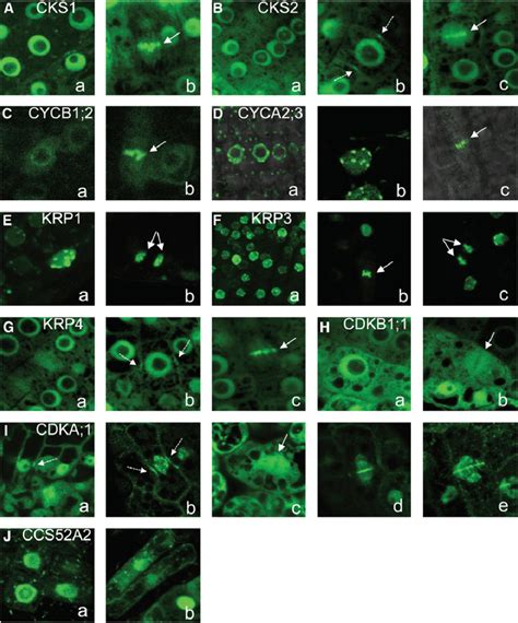 Subcellular Localization Of Gfp Tagged Cell Cycle Proteins Driven By