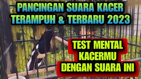 PANCINGAN SUARA KACER BIKIN KACER LANGSUNG ON GACOR BUKA EKOR YouTube