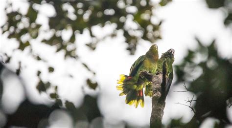 Fort Young Hotel Bird's Eye View: Discover the Sisserou Parrot