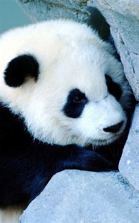 Cool Panda Wallpapers - Wallpaper Cave