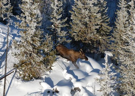 Submit Wildlife / Plant Data and Information - Province of British Columbia