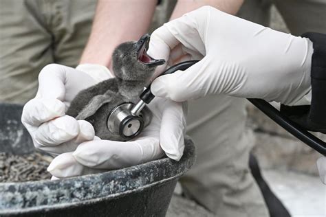 Rare Baby Penguin Hatches in Time for International African Penguin ...