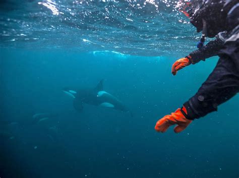 Swimming with orcas in Arctic Norway - Cookson Adventures