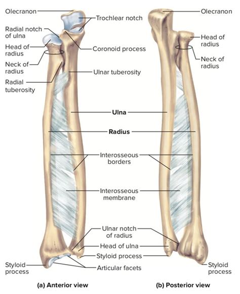 Humerus Radius Ulna Joint