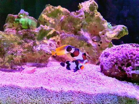 Foxface Fish Complete Guide To Care Breedings Tank Size And Disease