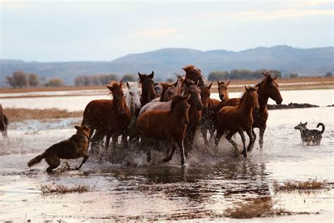 Horses Running on a Water · Free Stock Photo