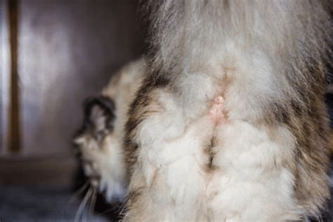 10 Vet Reviewed Facts About Cat Anal Glands Catster