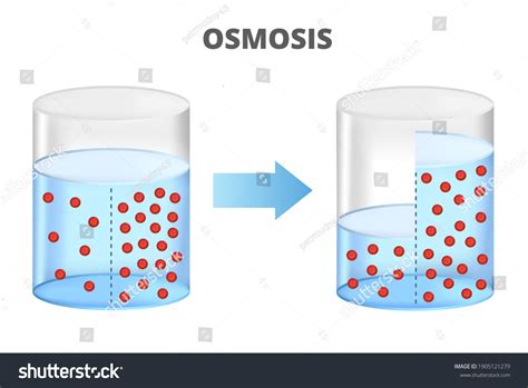 Vector Scientific Illustration Osmosis Reverse Osmosis Stock Vector