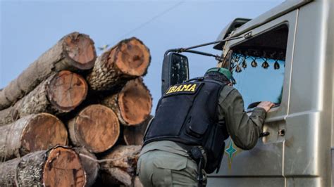 Ibama em greve multas na Amazônia caem 92 comparadas 2023