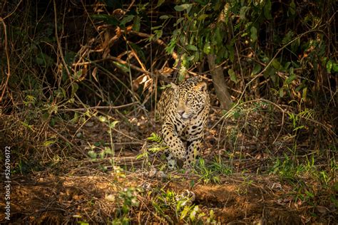 Beautiful and endangered american jaguar in the nature habitat ...