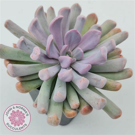 Graptoveria Topsy Debbie Lilac Spoons John And Normas Succulents